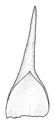 Hymenodon pilifer, calyptra. Drawn from K.W. Allison 157, CHR 454561.
 Image: R.C. Wagstaff © Landcare Research 2021 CC BY 4.0